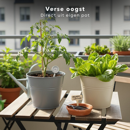Cheqo® Kweekset Emmer Tomaten Sla - Kweekset Tomaten En Sla - Kweekset Tomaten Sla - Kweekset Emmer - Emmer Kweekset - Tomaten Kweekset - Sla Kweekset - Kweekset Tomaten - Kweekset Sla - Tomaten Zaden Kweekset