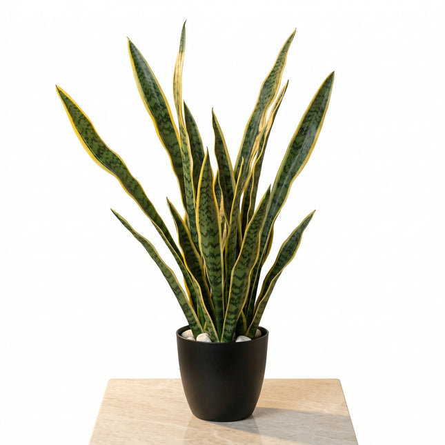 Cheqo Kunstplant Sansevieria - Hero