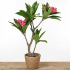 Cheqo® Kunstplant Plumeria Roze 50x90cm - Hero