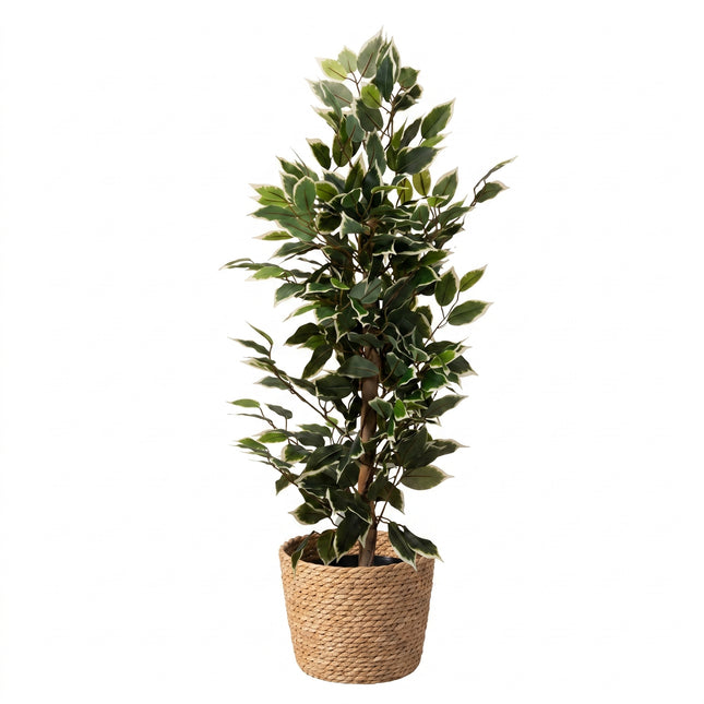Cheqo® Kunstplant Ficus Benjamina Variegata - Hero
