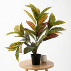 Cheqo Kunstplant Calathea - Hero