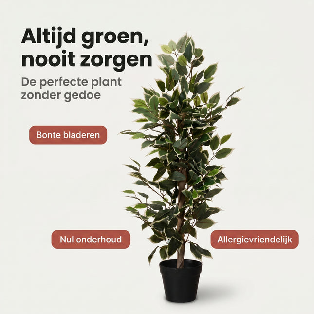 Cheqo® Kunstplant Ficus Benjamina Variegata - Benefit Map