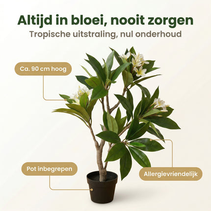 Cheqo® Kunstplant Plumeria - Frangipani - Benefit Map