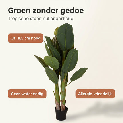 Cheqo® Kunstplant Bananenboom - Benefit Map