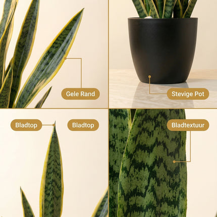 Cheqo Kunstplant Sansevieria - Detail Split