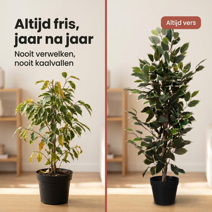 Cheqo® Kunstplant Ficus Benjamina Variegata - Bezwaarkiller