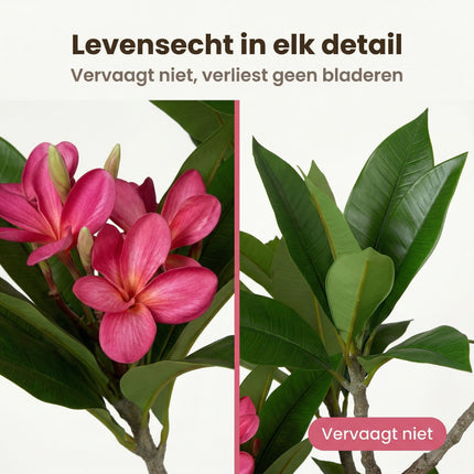 Cheqo® Kunstplant Plumeria Roze 50x90cm - Bezwaarkiller