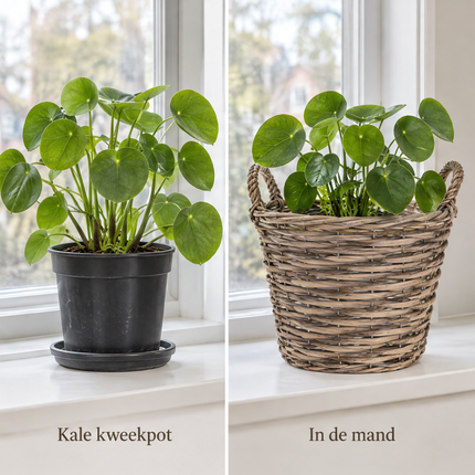 infographic opus55 infographic 3 - Cheqo® Plantenmand Set van 3