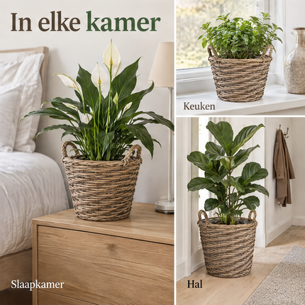infographic opus55 infographic 6 - Cheqo® Plantenmand Set van 3