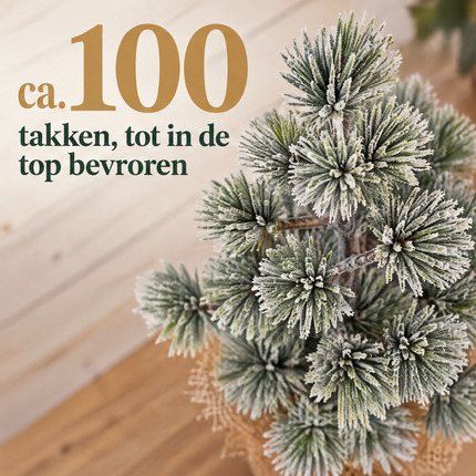 infographic opus55 infographic 6 - Cheqo® Mini Kerstboom 45 cm met Sneeuw