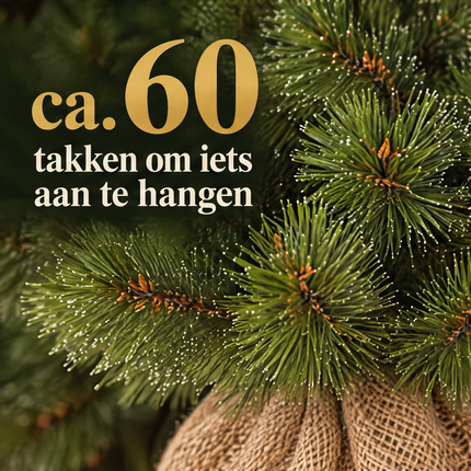 infographic opus55 infographic 4 - Cheqo® Mini Kerstboom 45 cm met Witte Naaldpuntjes zonder Verlichting