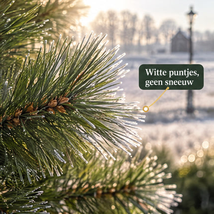infographic opus55 infographic 2 - Cheqo® Mini Kerstboom 90 cm met Witte Naaldpuntjes